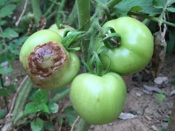 Mga sanhi ng nabubulok na kamatis