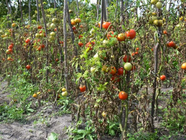 Mas madaling mapupuksa ang problema sa mga kondisyon sa greenhouse.