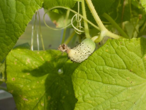 Mga sanhi ng pagbagsak at pag-yellowing ng mga ovary ng pipino sa isang greenhouse