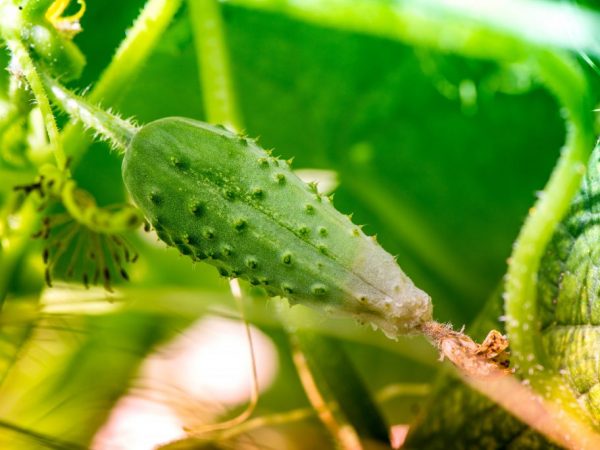 Ang mga ovary ay maaaring mahulog dahil sa kakulangan ng mga mineral