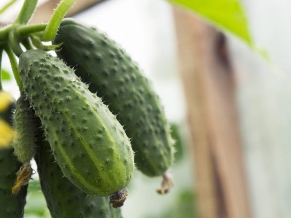 La cause de la déformation du fruit est souvent une variété mal sélectionnée.