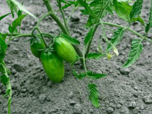 Les feuilles des plants de tomates sont enroulées