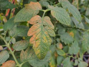 Causes du flétrissement des feuilles chez les plants de tomates