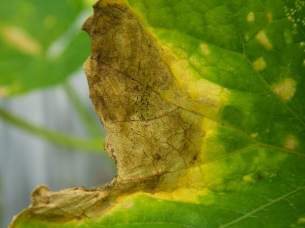 Causes du jaunissement des concombres dans la serre