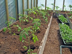 Règles pour nourrir les tomates dans une serre