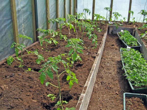 Mga panuntunan para sa pagpapakain ng mga kamatis sa isang greenhouse