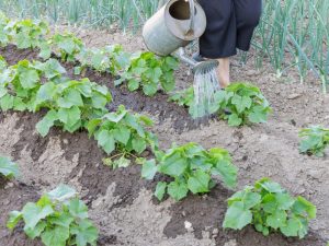 Règles pour nourrir les concombres avec de l'ammoniaque