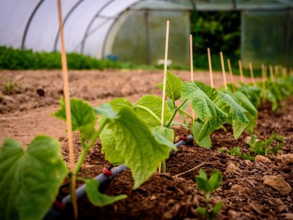 Pagbubuhos ng nettle para sa pagpapakain ng mga pipino