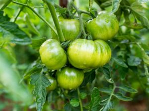 Top vinaigrette de tomates pendant la fructification