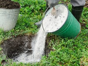 Règles pour nourrir les plants de tomates avec de la cendre