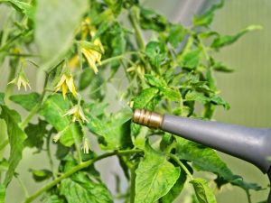 Top vinaigrette de tomates au superphosphate