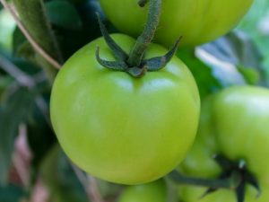 Top vinaigrette de tomates pendant la fructification