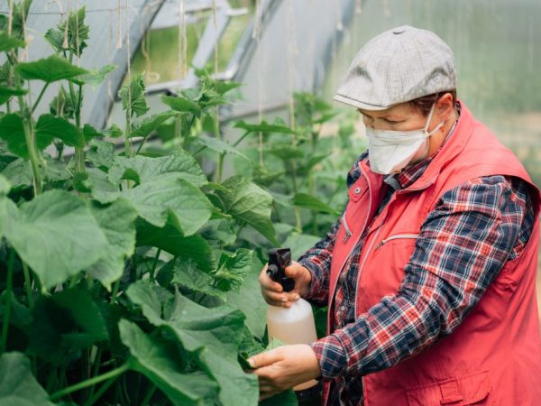 Fertiliser les concombres dans la serre