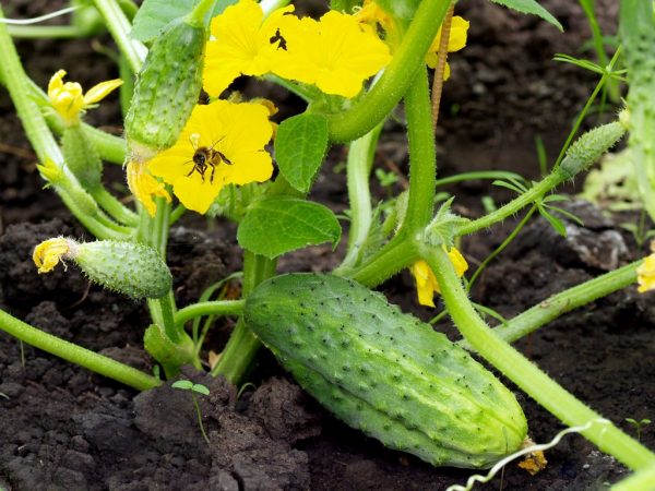 Vous devez choisir la bonne méthode de fertilisation