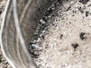 Règles pour nourrir les tomates avec de la cendre