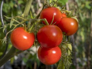 Paglalarawan ng tomato Polbig