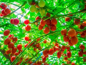 Cultiver un arbre de tomate