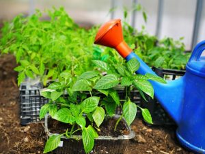 Mga panuntunan para sa pagtatanim ng mga peppers at mga kamatis sa parehong greenhouse