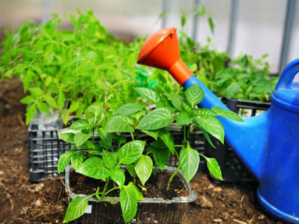 Mga panuntunan para sa pagtatanim ng mga peppers at mga kamatis sa parehong greenhouse