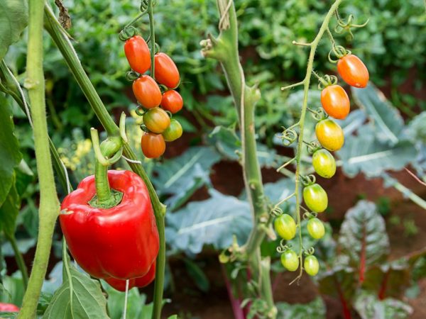 Mahalagang ilagay nang tama ang mga halaman sa greenhouse.