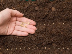 Règles pour planter des tomates avec des graines en pleine terre