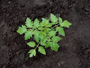 Température de plantation des tomates