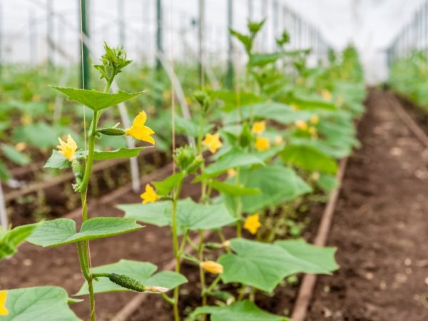 Règles pour nourrir les concombres avec des pelures d'oignon