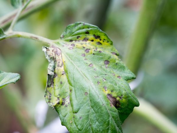 Ang labis na kahalumigmigan ay maaaring maging sanhi ng mga fungal disease.