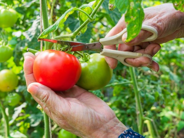 Paglalarawan ng tomato Paradise Delight