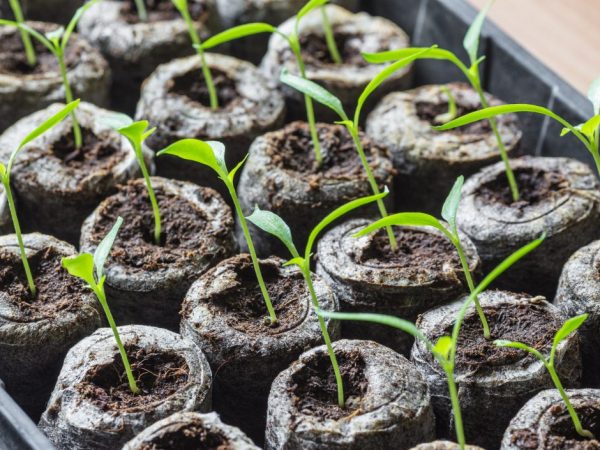 Si les plants de concombres sont étirés