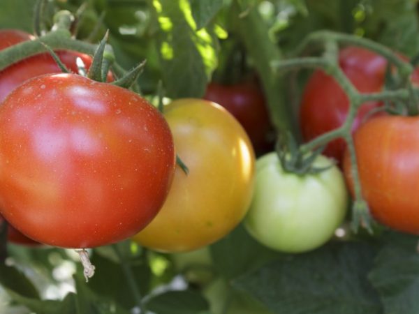 Paglalarawan ng tomato Pink King