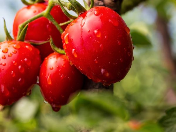 Tomato variety pink flamingo