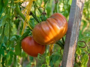 Paglalarawan ng tomato Pink Honey