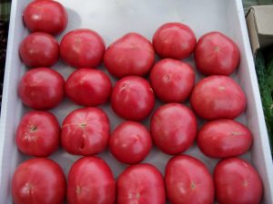 Description et caractéristiques de la variété de tomate Pink Souvenir