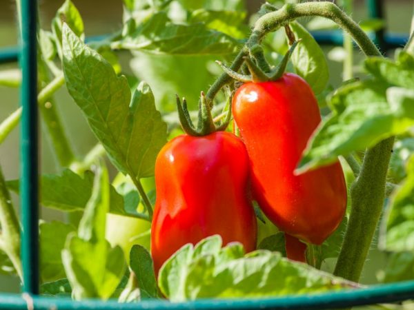 Paglalarawan ng tomato Sugar Giant