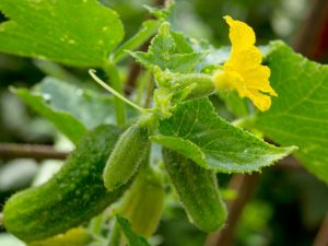 Mga pagkakaiba-iba ng mga self-pollined na kumpol na cucumber para sa mga greenhouse at bukid