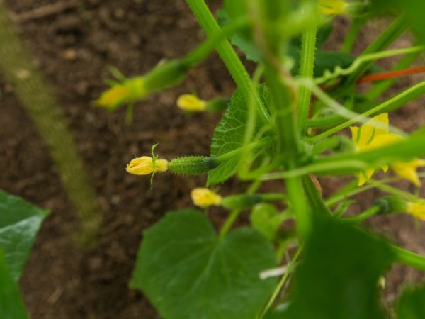 Les fruits peuvent être consommés sous n'importe quelle forme