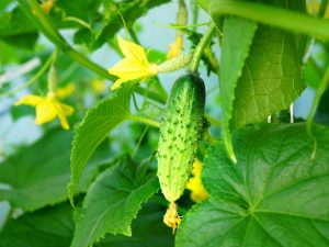 Ang pinakamahusay na mga pollination na pipino na pagkakaiba-iba sa sarili