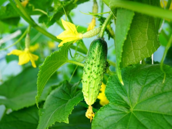 Ang pinakamahusay na mga pollination na cucumber variety ng sarili