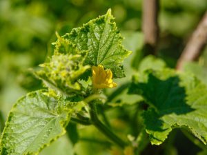 Mga cucumber ng Bush para sa bukas na lupa