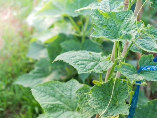 Plusieurs variétés de concombres peuvent être plantées à proximité