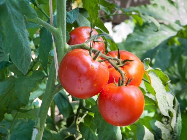 Ang Tomato ay lumalaban sa iba't ibang mga sakit