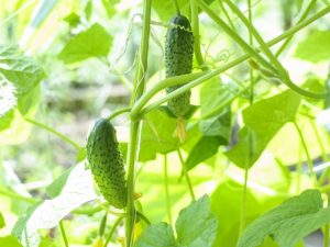 Paglalarawan ng Saracen cucumber variety