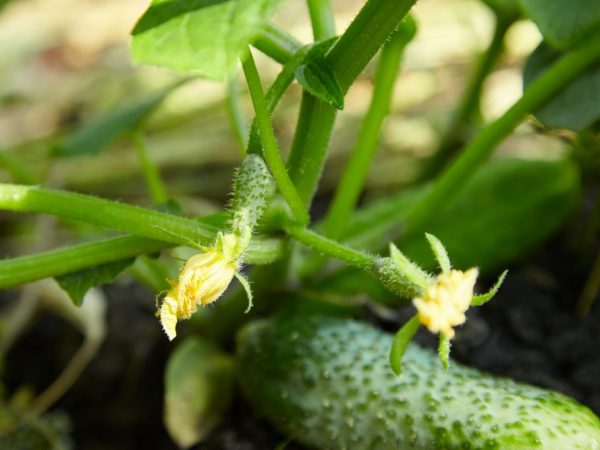 La variété n'a pas besoin d'être pollinisée