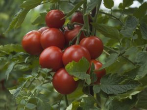 Les tomates Zedek les plus courantes