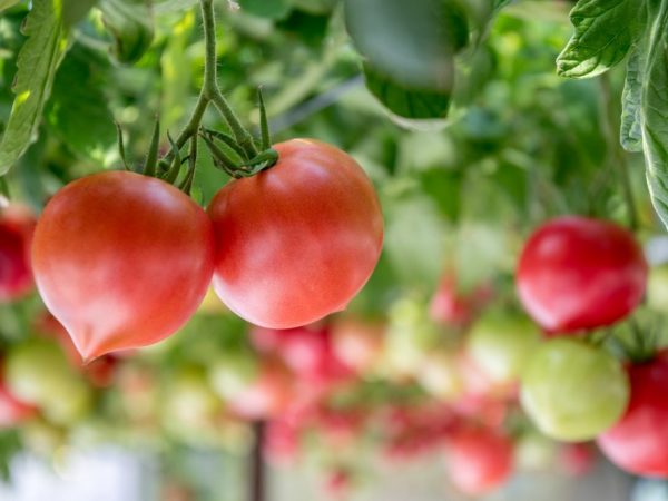 E fajta gyümölcsei bármilyen formában felhasználhatók