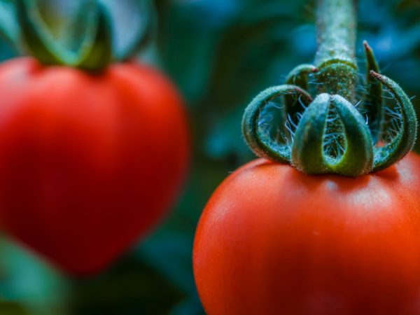 Mga katangian ng Sevryuga tomato variety