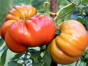 Mga katangian ng Tomato na sumbrero ng Monomakh