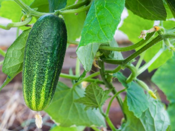 Paglalarawan ng Shosh cucumber