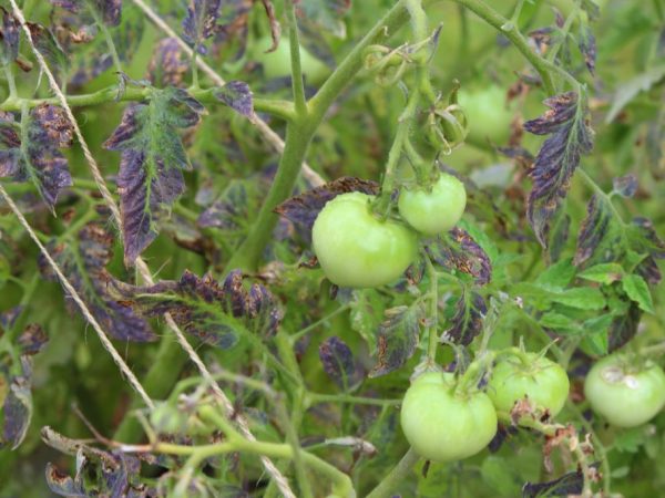 La chlorose du manganèse est très rare